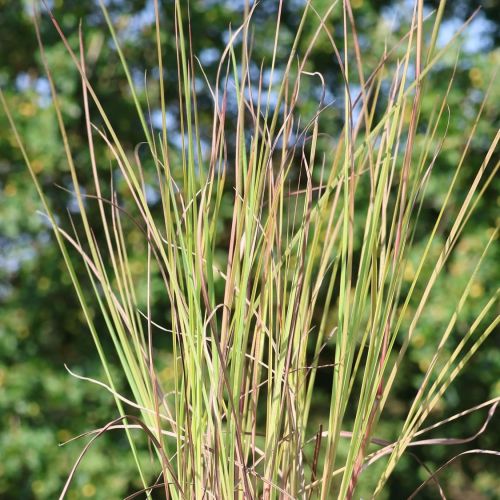 Proso prstnaté Standing Ovation 