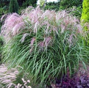 Ozdobnice čínská KLEINE FONTANE