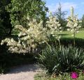 Juka Karolińska YUCCA FILAMENTOSA
