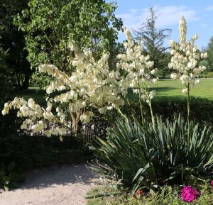 Juka vláknitá YUCCA FILAMENTOSA
