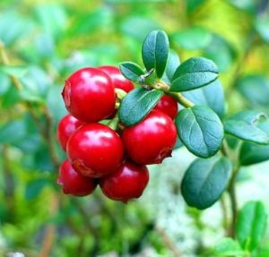 Brusnice brusinka KORALLE