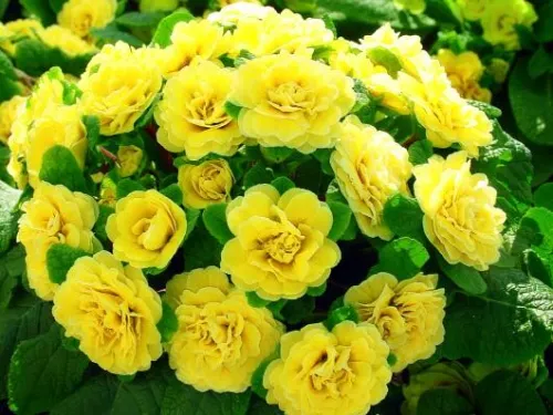 Prvosenka DAY GLO YELLOW