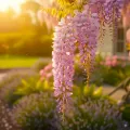 Wisteria glicynia ROSSELINA