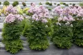 Rutewka orlikolistna NIMBUS PINK