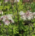 Rutewka orlikolistna NIMBUS WHITE
