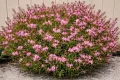 Gaura SISKIYOU PINK