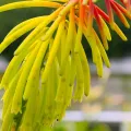Trytoma RUFA RASTA