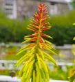 Trytoma RUFA RASTA