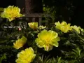 Piwonia ITON LEMON DREAM