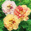 Piwonia ITOH LOLIPOP