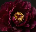 Piwonia BLACK BEAUTY
