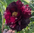 Piwonia BLACK BEAUTY