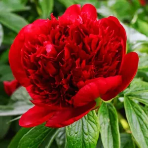 Pivoňka RED CHARM