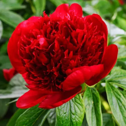 Pivoňka RED CHARM