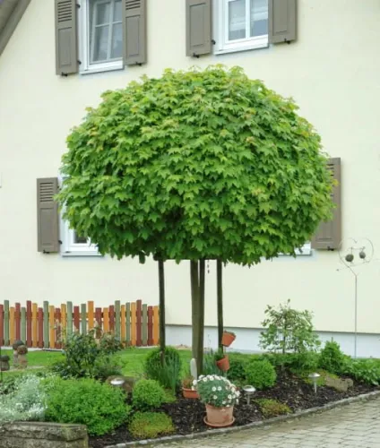 Javor mléč, kulatý GLOBOSUM 120cm