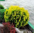 Thuja AMBER GLOW