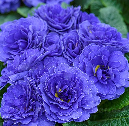 Prvosenka BELARINA BLUE CHAMPION