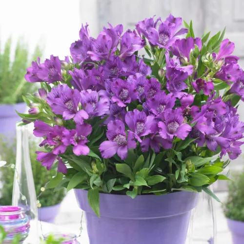 Alstroemerie INDIGO