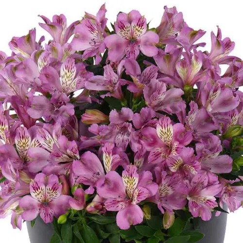Alstroemerie NAVAYO