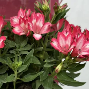 Alstroemerie MIRABELLA