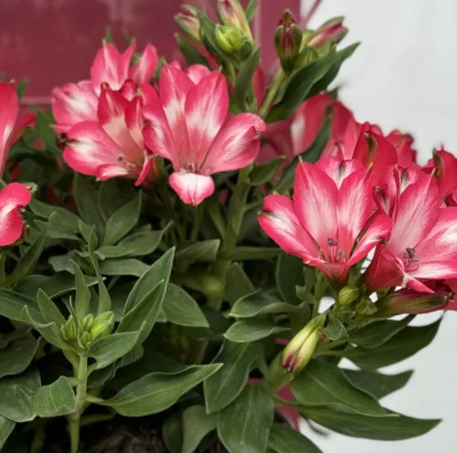 Alstroemerie MIRABELLA