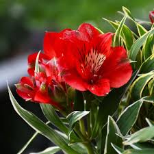 Alstroemerie RED