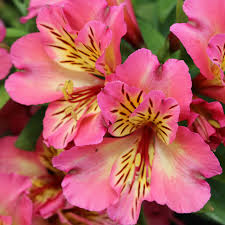 Alstroemerie SUNSHINE