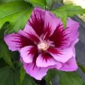 Hibiskus PURPLE PILLAR