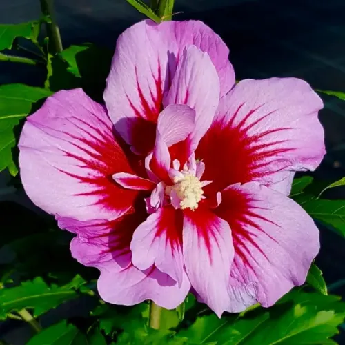 Hibiscus ibišek PURPLE PILLAR