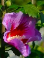 Hibiskus PURPLE PILLAR