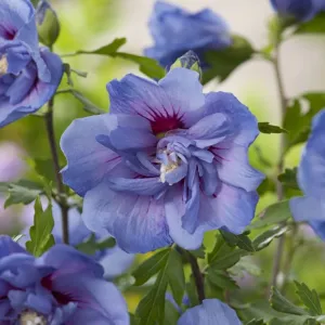 Ibišek syrský Blue Chiffon na kmínku
