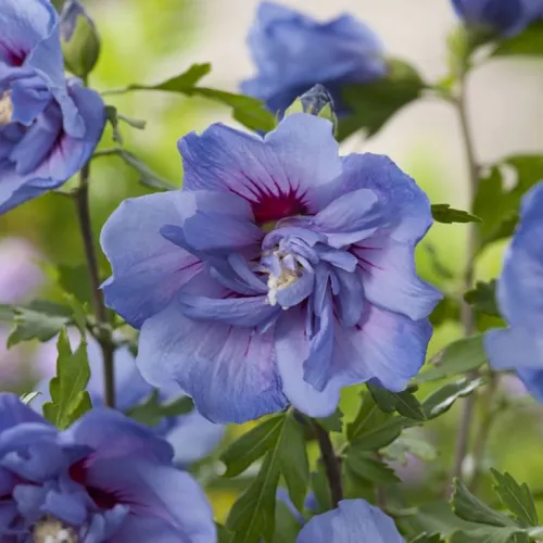 Ibišek syrský Blue Chiffon na kmínku