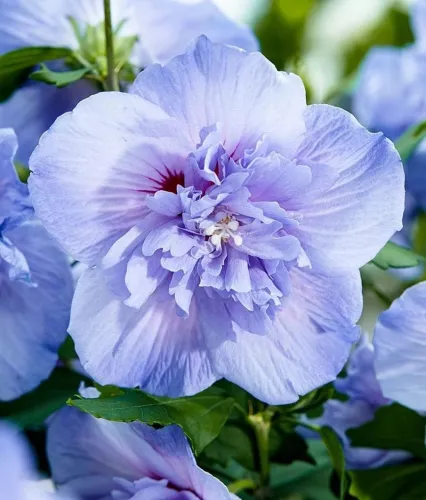 Ibišek syrský Blue Chiffon na kmínku