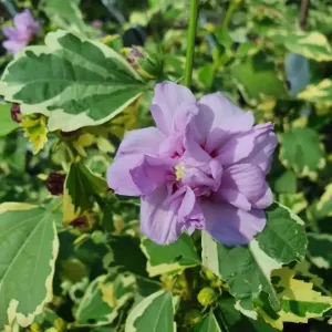 Hibiscus ibišek VAN GOGH