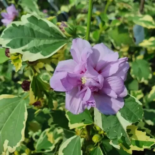 Hibiscus ibišek VAN GOGH