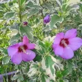 Hibiskus VAN GOGH