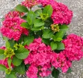 Hortensja FRANCY HOT PINK