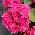 Hortensja FRANCY HOT PINK