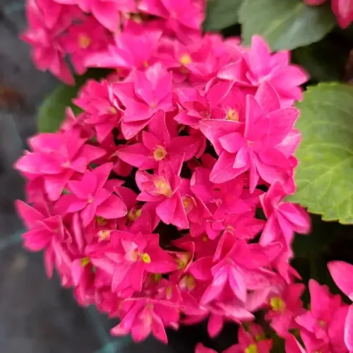 Hortenzie FRANCE HOT PINK