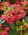 Hortensja FRANCY HOT PINK