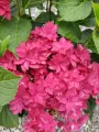 Hortensja FRANCY HOT PINK