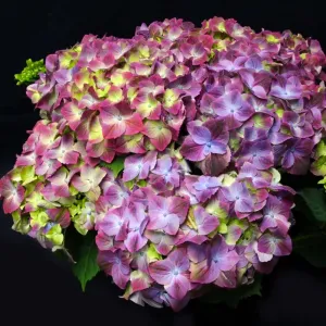 Hortenzie velkolistá Sweet Lips Purple