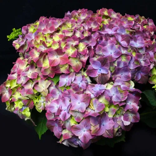Hortenzie velkolistá Sweet Lips Purple