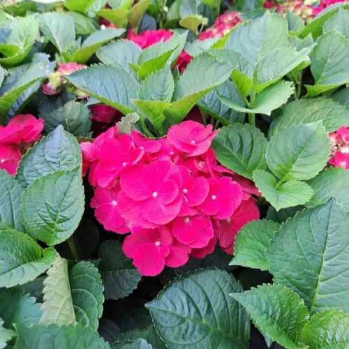 Hortenzie velkolistá SPEEDY RED IMPROVED 