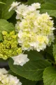 Hortensja Ogrodowa DOPPIO BIANCO