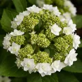 Hortensja Ogrodowa DOPPIO BIANCO