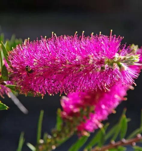 Callistemon Mauve Mist