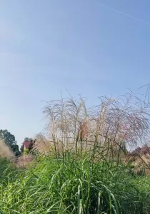 Ozdobnice čínská DRUHÝ DECH