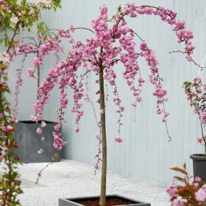 Višeň japonská KIKU SHIDARE ZAKURA 170 cm