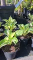 Funkia - Hosta FIRE AND ICE